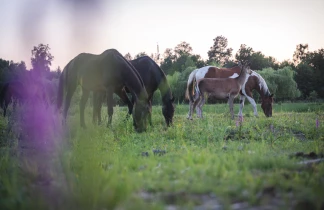 JK Dwór Grabowszczyzna