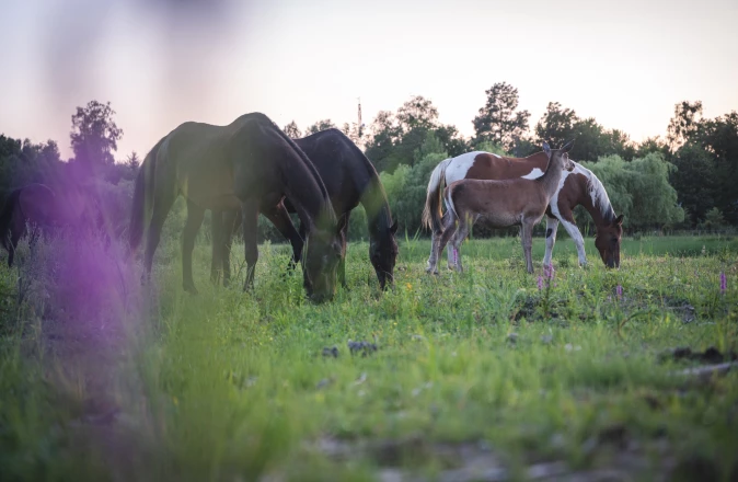 JK Dwór Grabowszczyzna